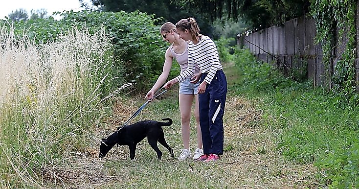 Nyílt nap az Állategészségügyi Telepen