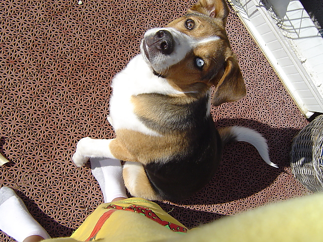 seres ildiko kutyája