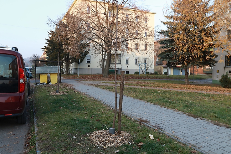 tátra torontáli fasor