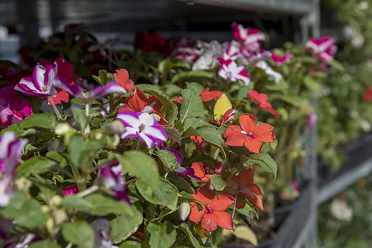 városgazda virágok bénó kertészet