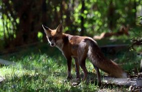 Legcukibb arcukat vették elő a vadaspark lakói az állatok világnapján