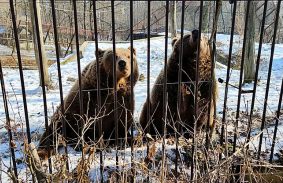 Dorka és Borka szerint már közel a tavasz