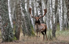 Barcogás után tévedhetett a belvárosba a szarvasbika