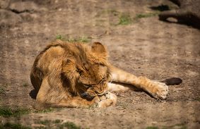 LEHET OROSZLÁNOD, FOGADJ ÖRÖKBE!