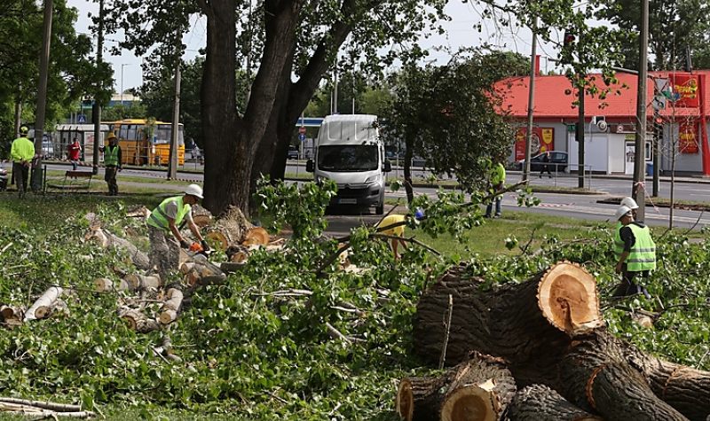 Platánokkal pótolják a kivágott nyárfákat