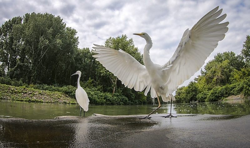 A szőke tó – A Tisza-tó hat évszaka című filmből | Fotó: Szendőfi Balázs