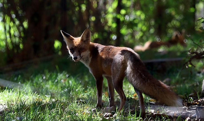 Legcukibb arcukat vették elő a vadaspark lakói az állatok világnapján