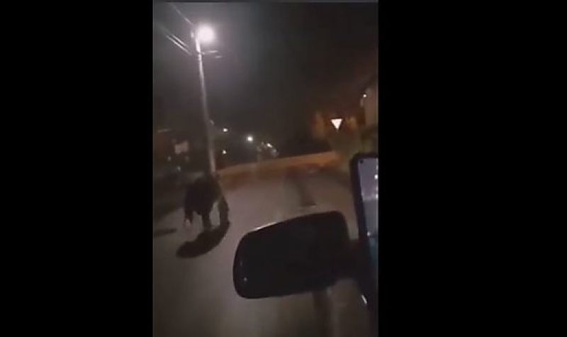 Újabb videó került elő a Miskolcon iszkoló medvéről 