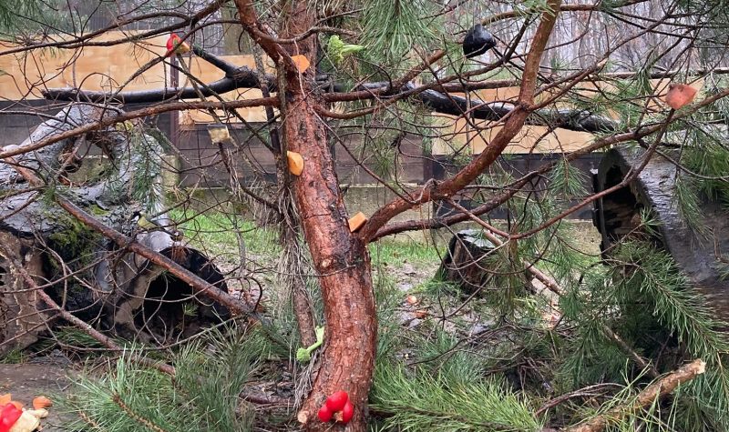 Miskolc Zoo: állati karácsony finom falatokkal