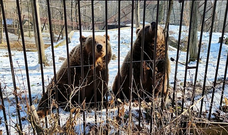 Dorka és Borka szerint már közel a tavasz