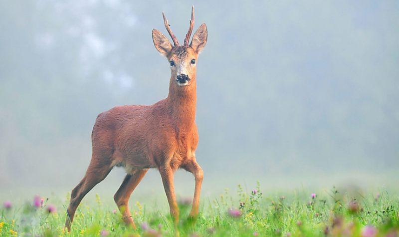 Riadt őzbakot videóztak le Miskolc belvárosában