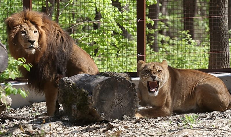 Zeusz és a „feleségei” megérkeztek – már láthatjuk a miskolci állatkert első oroszlánjait