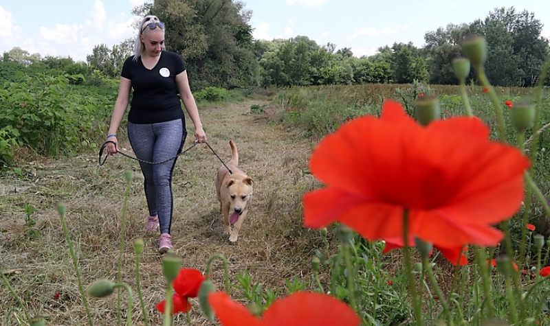 Nyílt nap az Állategészségügyi Telepen