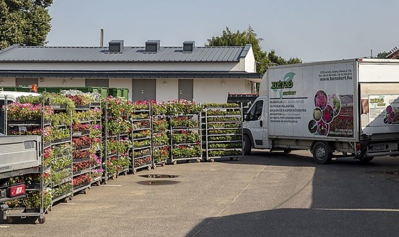 Tizenkétezer virágot kapott ajándékba Miskolc