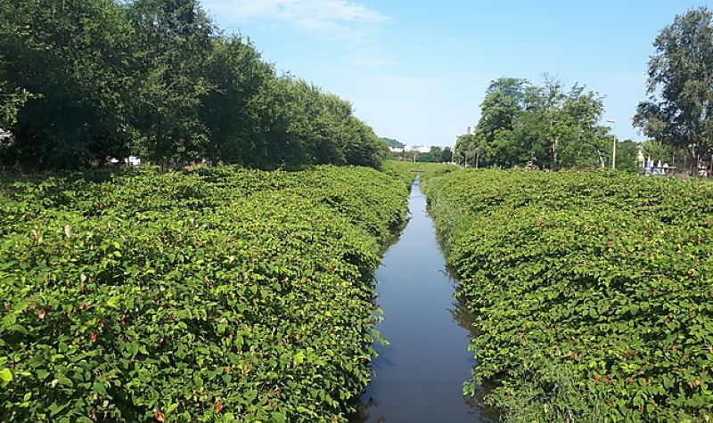 A madarak költési időszaka után szeptembertől a patakmedrekben is lekaszálják a füvet
