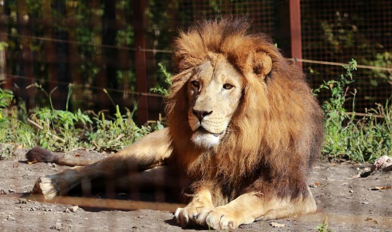 Világnap az állatok szeretetéért