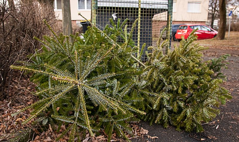 Januárban szállítják el a leselejtezett karácsonyfákat